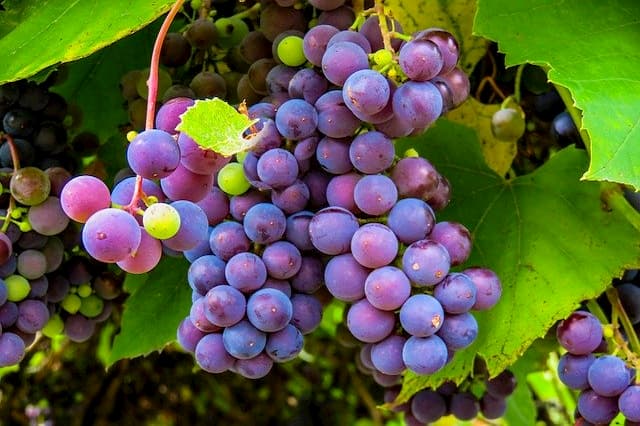 Propiedades de las uvas